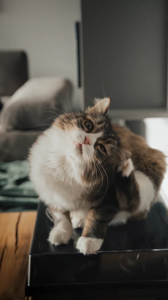 Zhora the cat